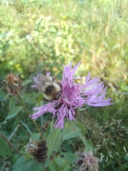 Bombus veteranus