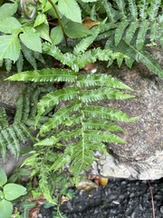 Christella acuminata