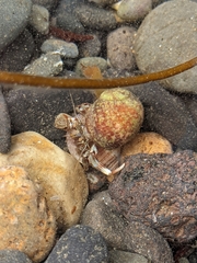 Pagurus bernhardus