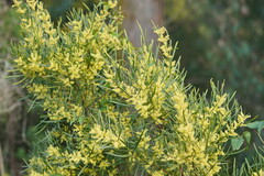 Acacia floribunda