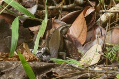 Eutropis multifasciata
