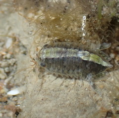 Isocladus armatus