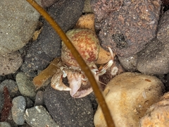 Pagurus bernhardus