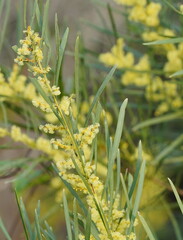 Acacia floribunda