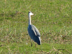 Ardea cinerea cinerea