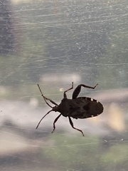 Acanthocoris sordidus