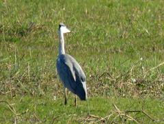 Ardea cinerea cinerea