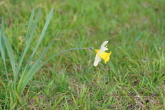Narcissus pseudonarcissus