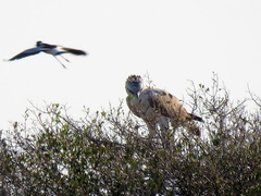 Polemaetus bellicosus