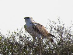 Polemaetus bellicosus