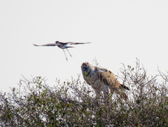 Polemaetus bellicosus