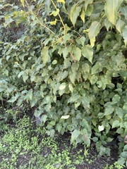 Pyrus bretschneideri