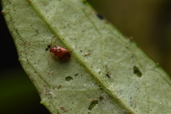Trachytetra