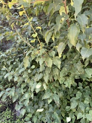 Pyrus bretschneideri