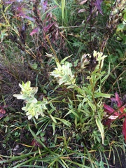 Castilleja unalaschcensis