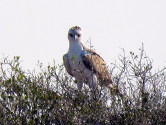 Polemaetus bellicosus