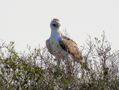 Polemaetus bellicosus