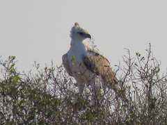 Polemaetus bellicosus