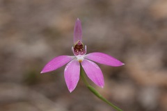 Caladenia porphyrea