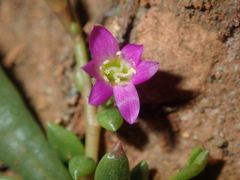 Calandrinia