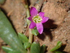 Calandrinia