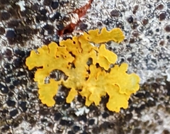 Xanthoria