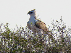 Polemaetus bellicosus