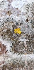 Xanthoria