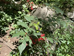 Picrasma quassioides