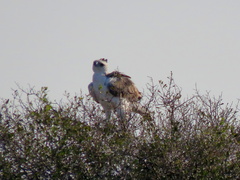 Polemaetus bellicosus