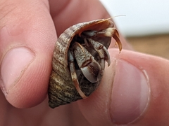 Pagurus bernhardus
