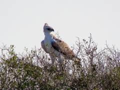 Polemaetus bellicosus