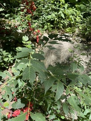 Picrasma quassioides