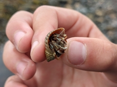 Pagurus bernhardus