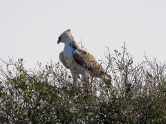 Polemaetus bellicosus
