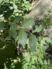 Picrasma quassioides