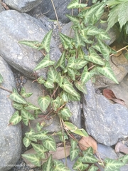 Reynoutria multiflora