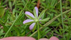 Sabatia calycina
