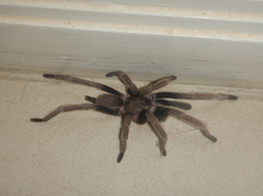 Coremiocnemis tropix