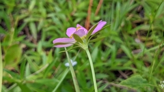 Sabatia calycina