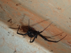 Latrodectus hasselti