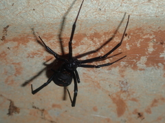 Latrodectus hasselti