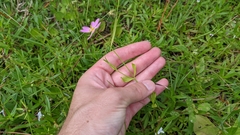 Sabatia calycina