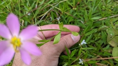 Sabatia calycina