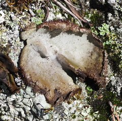Umbilicaria hirsuta