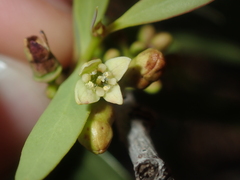 Santalum lanceolatum