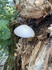 Volvariella bombycina