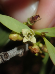 Santalum lanceolatum