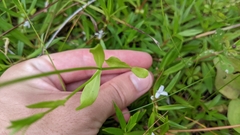 Sabatia calycina