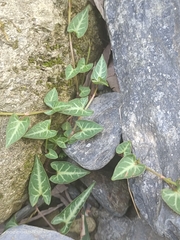 Reynoutria multiflora